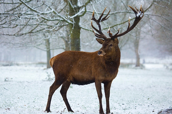 15 Great Wildlife Photography Tips